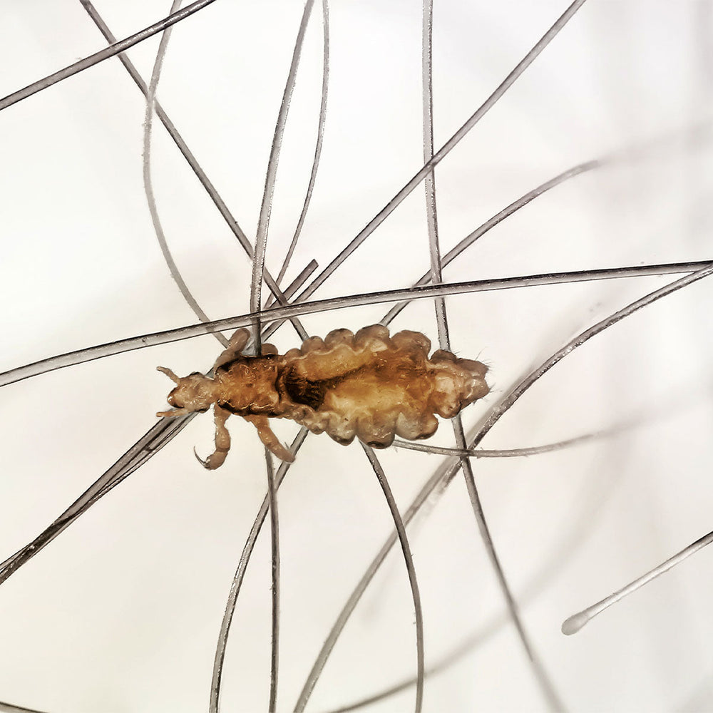 How long do head lice live off the head?