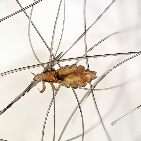 How long do head lice live off the head?