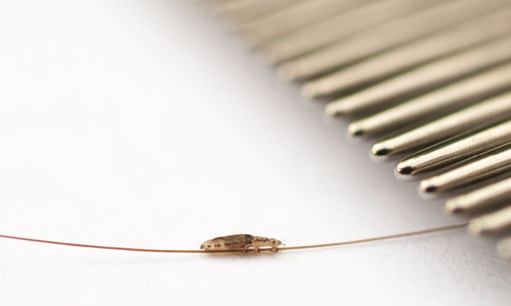 What are head lice?