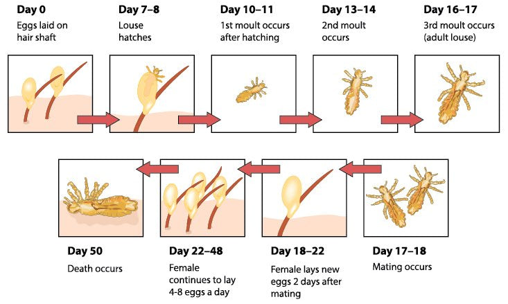 How long do head lice live?